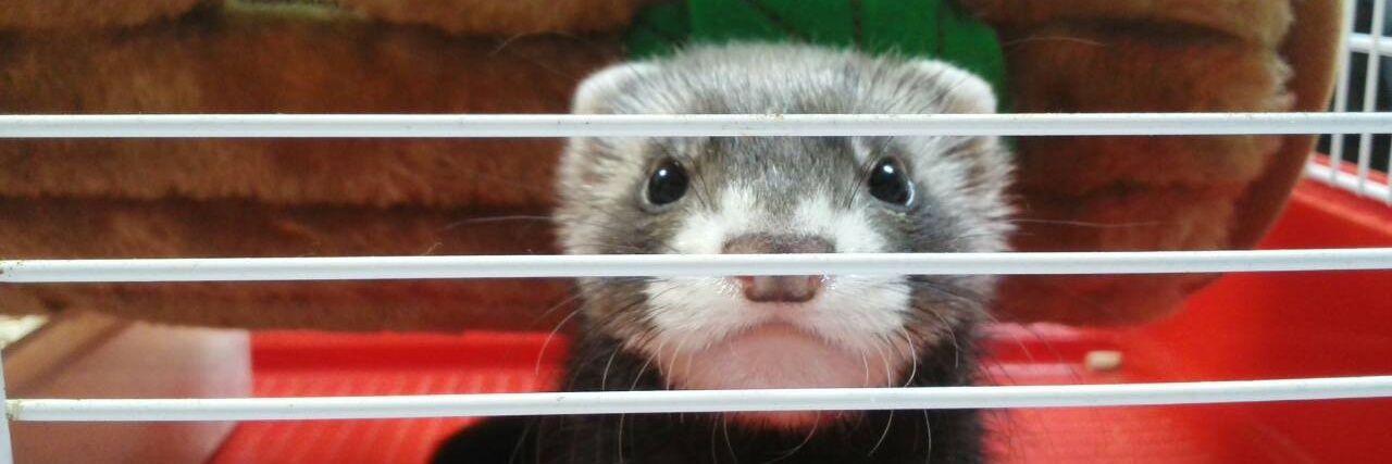 Mon_Thong(モントーン) banner