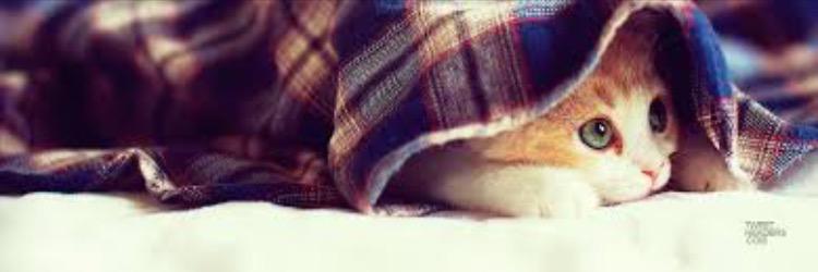absmeyer2's profile banner image