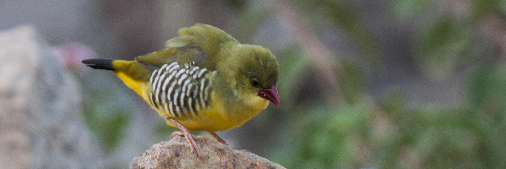 BirdinginIndia's profile banner image