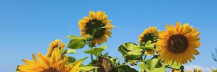 snsaidaaa's profile banner image