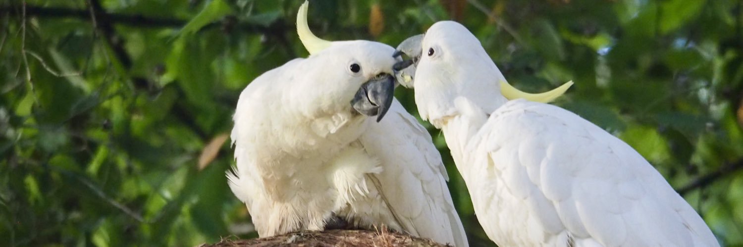 Azusa Kawamura🇯🇵✈︎🇦🇺 英語学習11年目/シドニー5年目🕊 banner