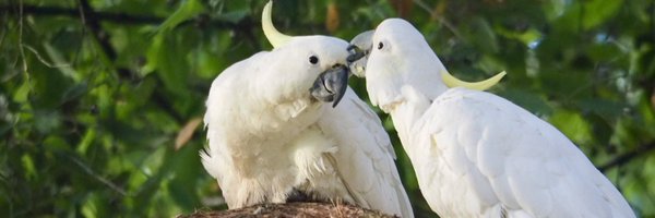 chibitaro0612 Profile Banner