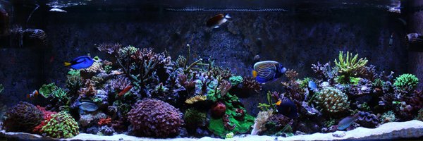 Reefkinetics Profile Banner
