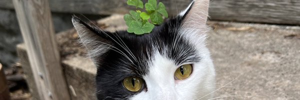 CrepePup Profile Banner