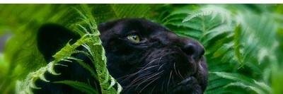 Colla84's profile banner image
