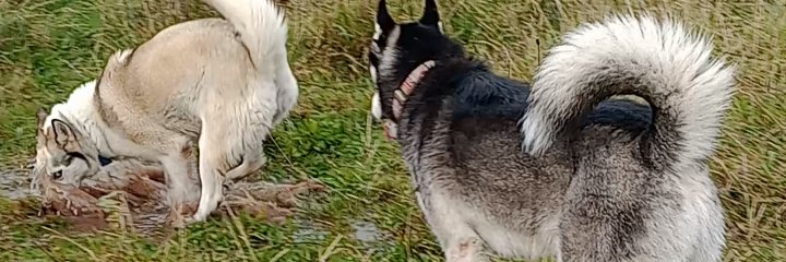 HilaryDermody's profile banner image