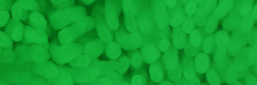 Dow Lab's banner