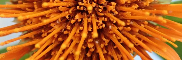 orianehidalgo Profile Banner