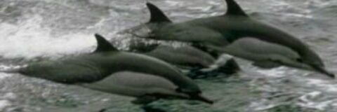 aboanas410's profile banner image