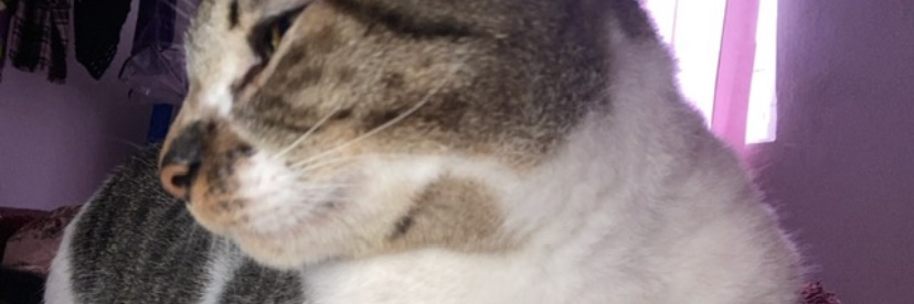 n44talia's profile banner image