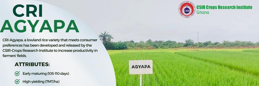 CSIR-Crops Research Institute banner