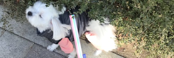 yynami Profile Banner