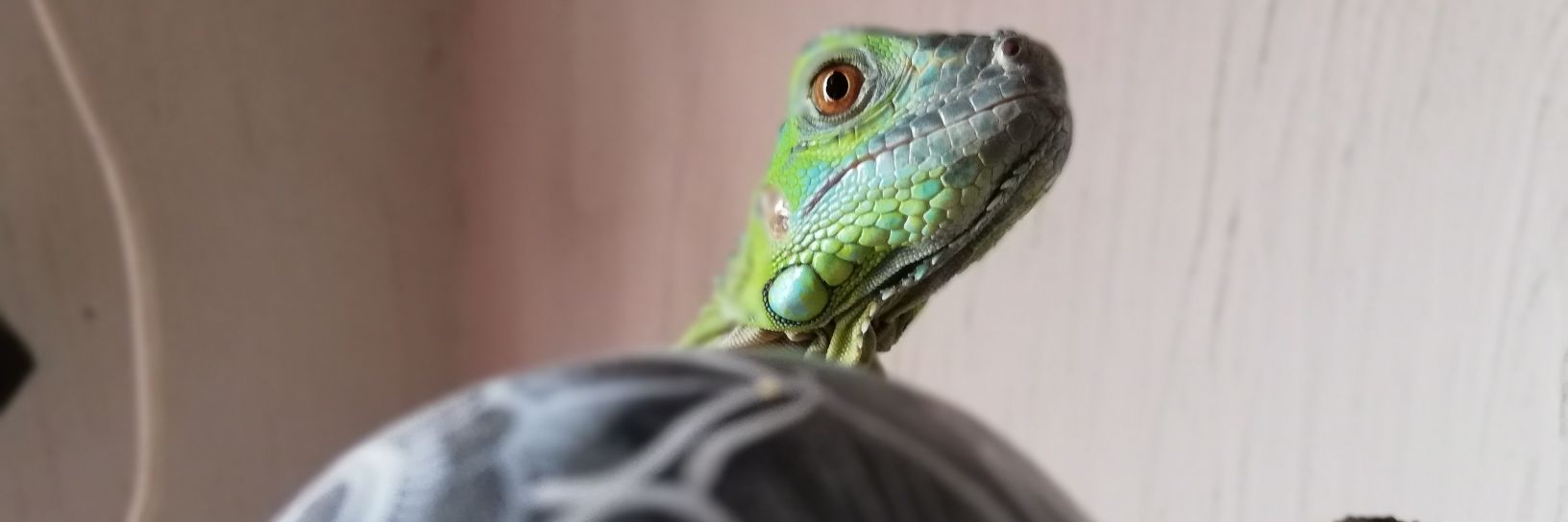 armando_left's profile banner image