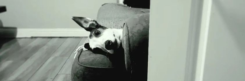 Deborah Conlon banner