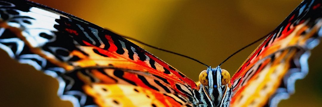 PhenomenalBfly's profile banner image
