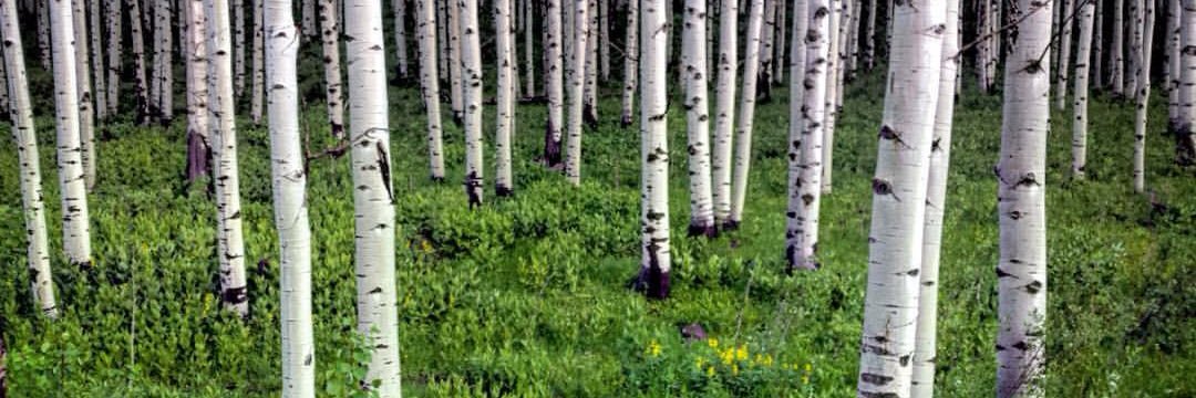 Lexie Millard banner