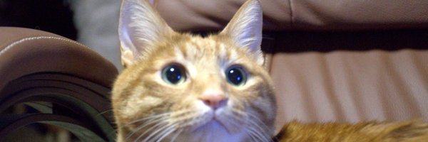 ensuinnni Profile Banner