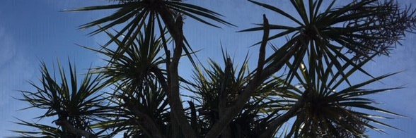 InspTracySharam's profile banner image