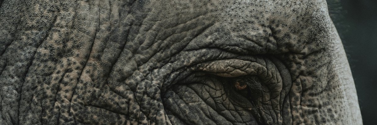 RARE RHINO STUDIOS,LLC's banner