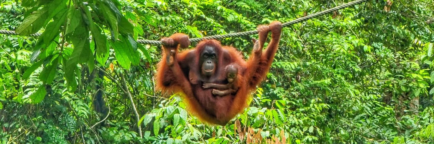 Christian 🦋 banner