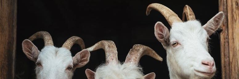 Geedohtx's profile banner image