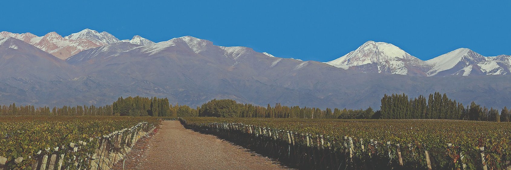 ClopWines's profile banner image