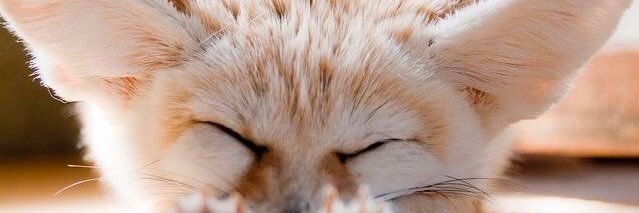 ffy banner