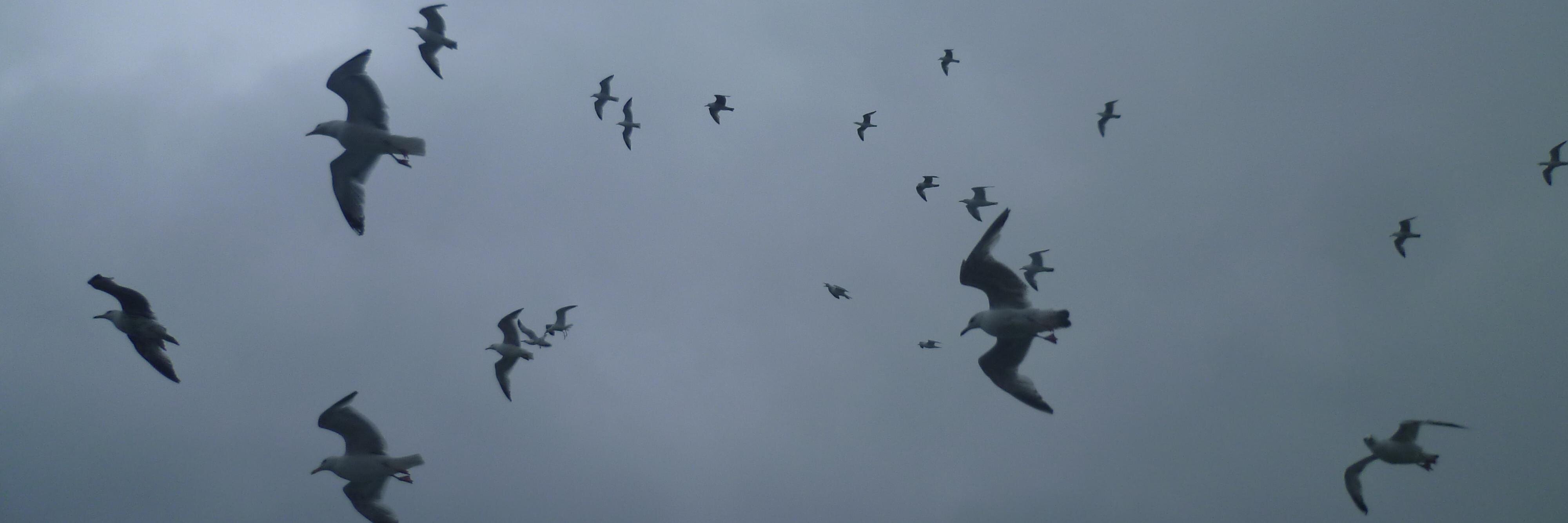 Mark Phillips banner