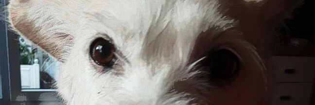 Wonko Watongo banner