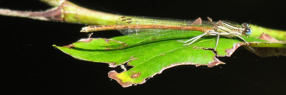 Grupo Ibérico de Odonatología banner