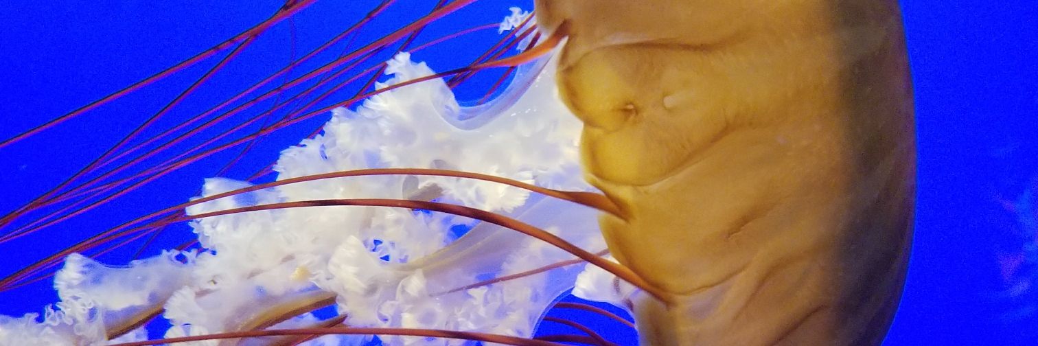 CI Marine Science Academy banner