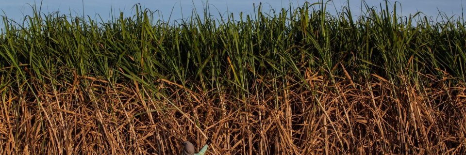 EtanoldoBrasil's profile banner image