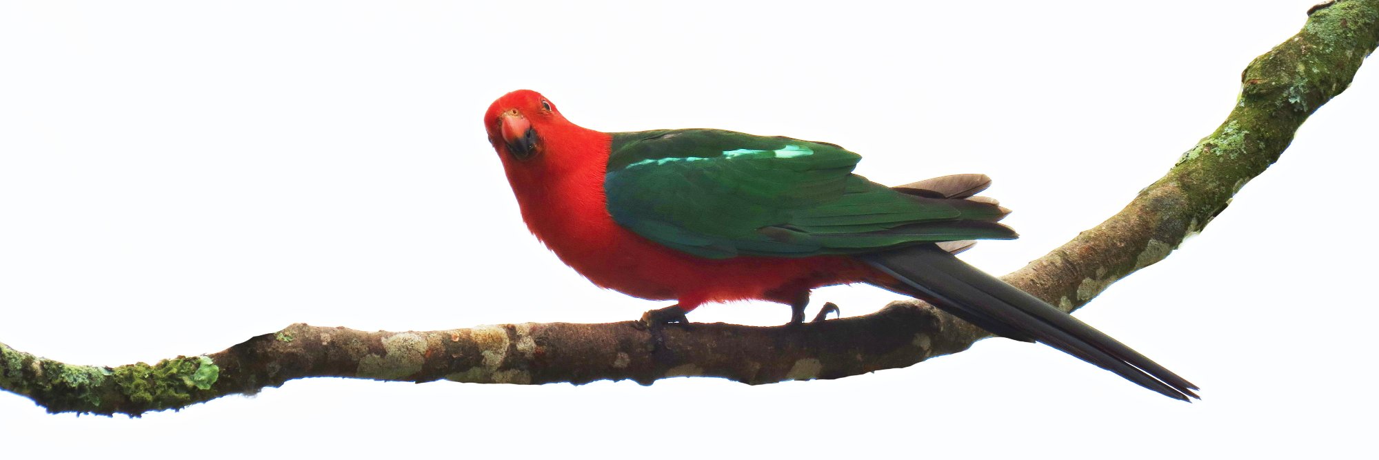 Tranquility Found banner