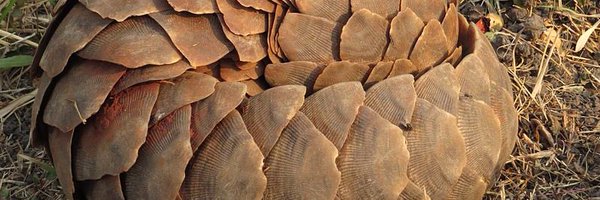 TMBpangolins Profile Banner