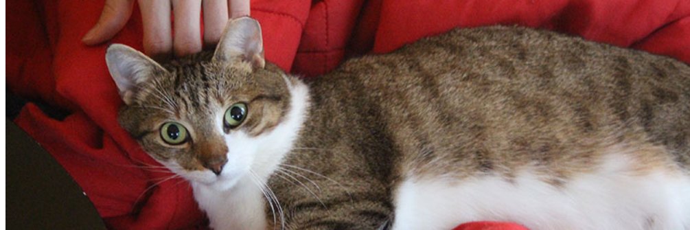 Thanos lap warmer banner