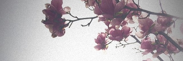 Pazmaggio's profile banner image