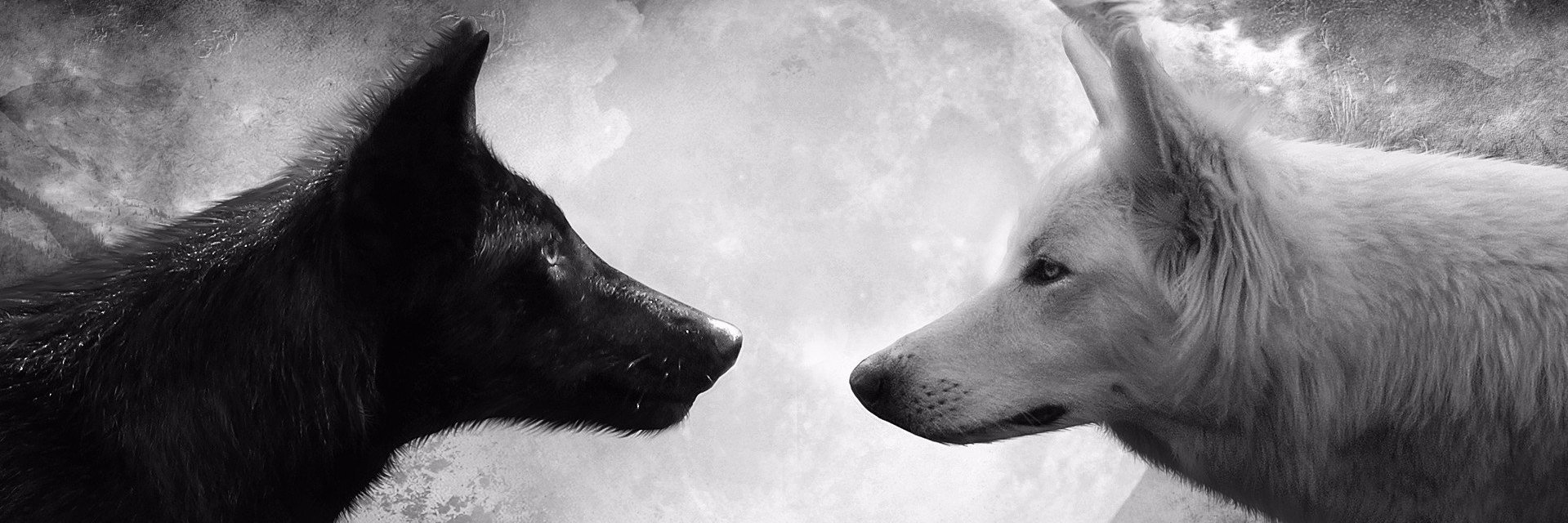 Sweetwolf's profile banner image