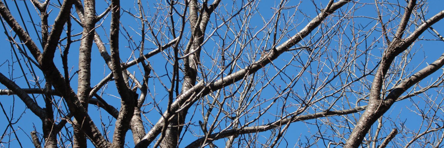 peedpidpilw's profile banner image
