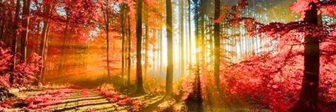 Tamara Farre banner