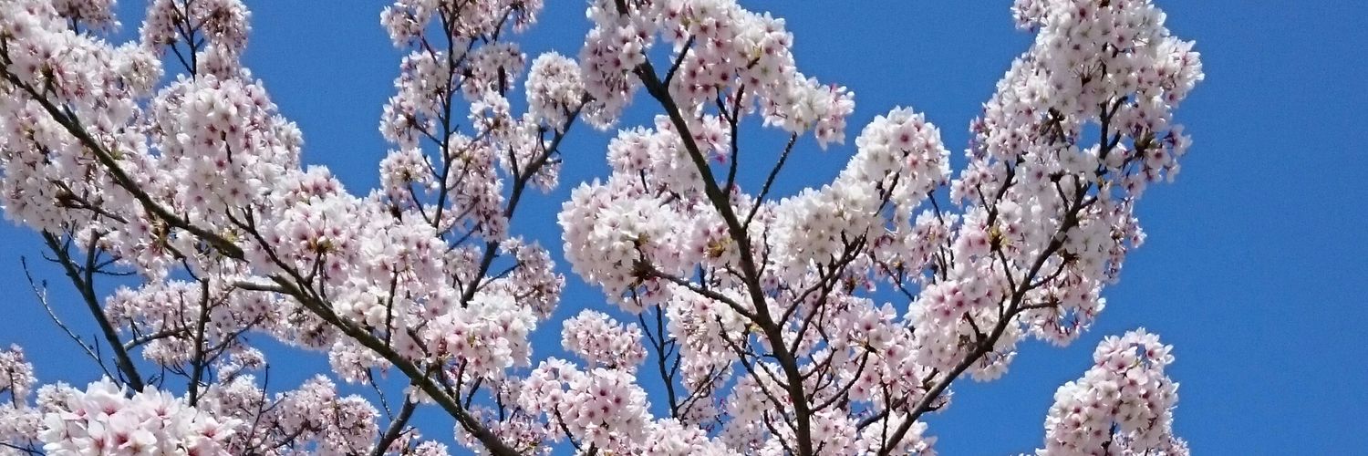 misia_04's profile banner image