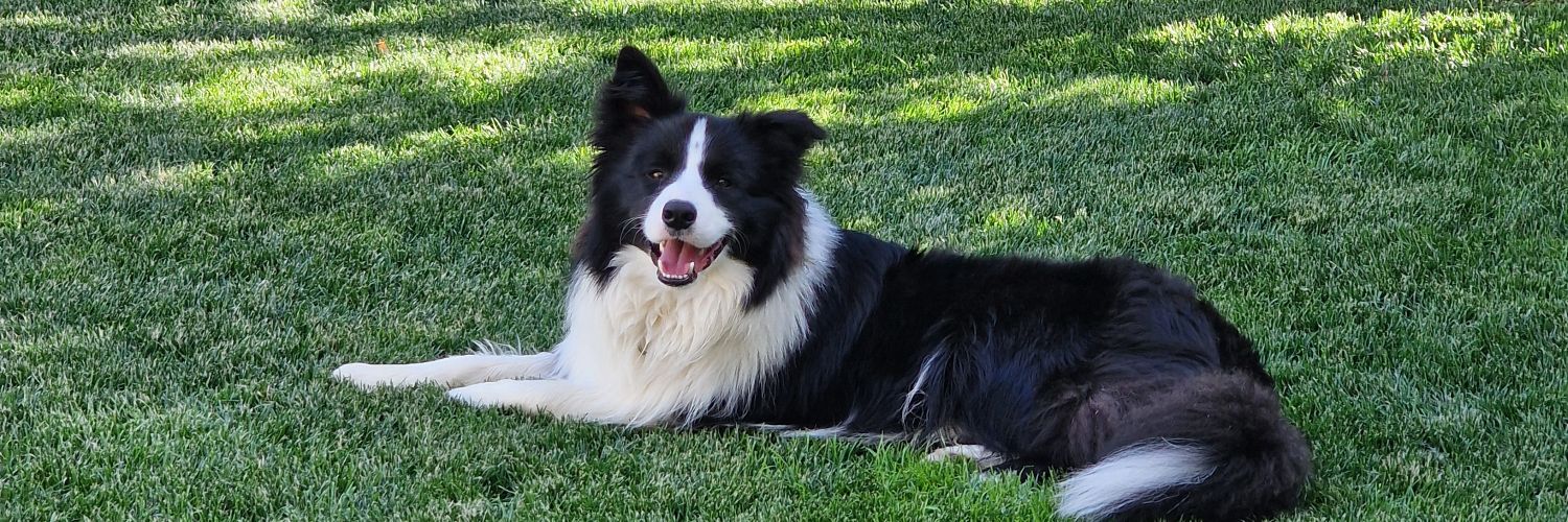 Franco Castelvedere banner