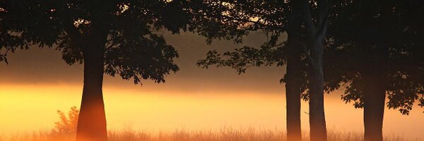 WansteadBirder Profile Banner