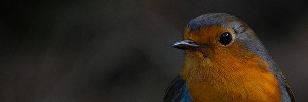 alexmascension Profile Banner