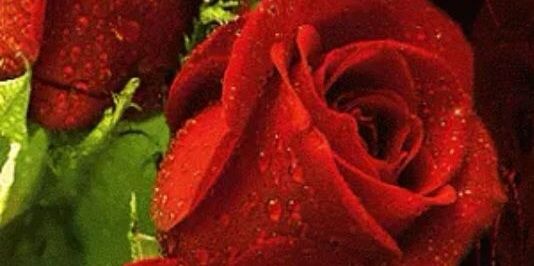 YuliRamirezR's profile banner image