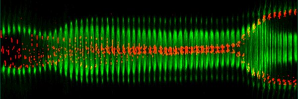 mitosisrocks Profile Banner