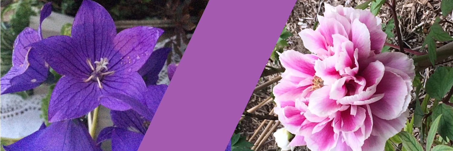 nashiro_m's profile banner image