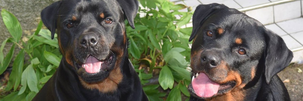 RottweilerFans's profile banner image