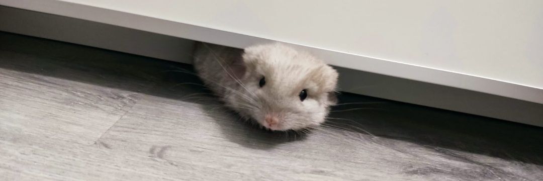 swiinub's profile banner image