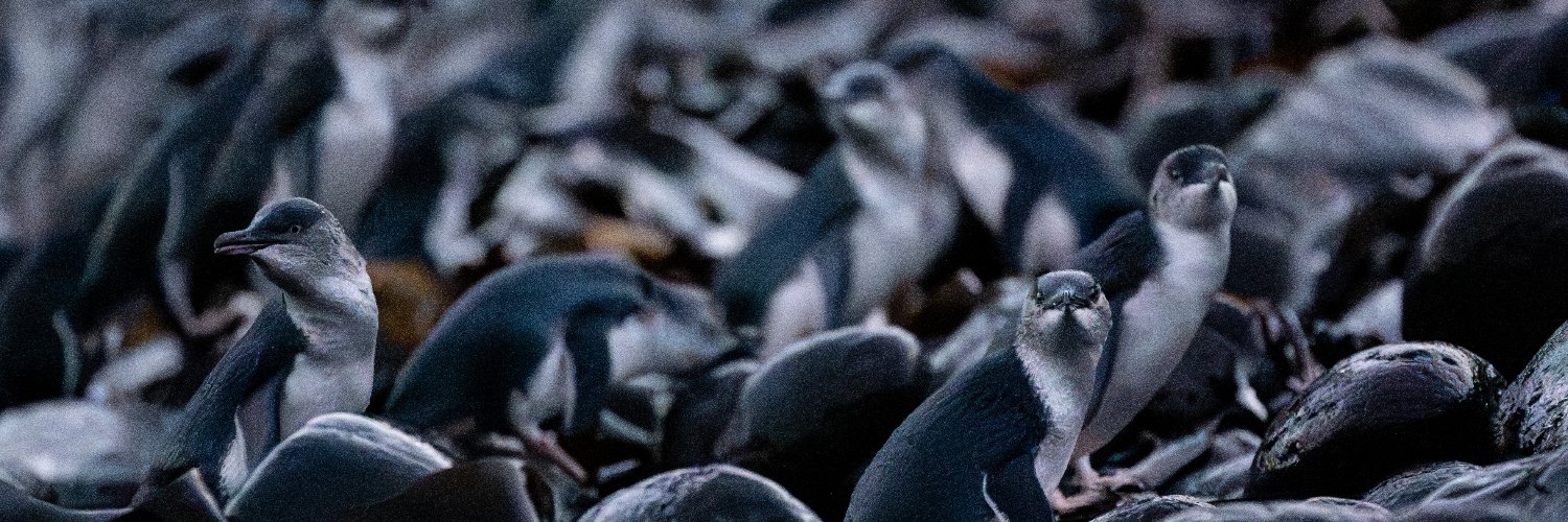 International Penguin Conference banner