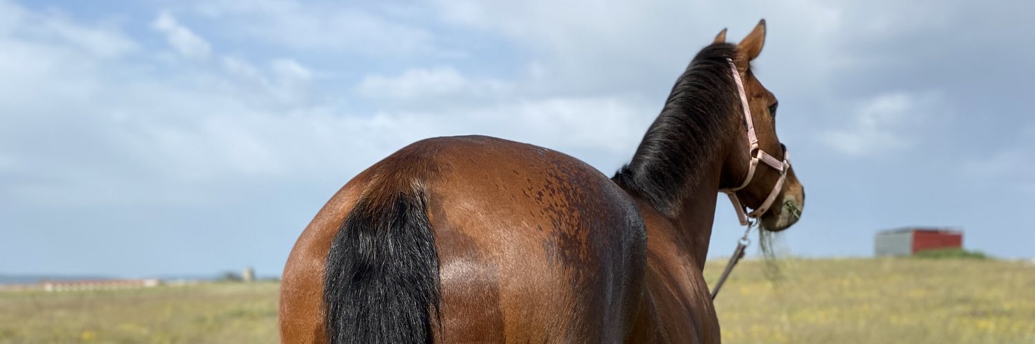 MariaAmado's profile banner image